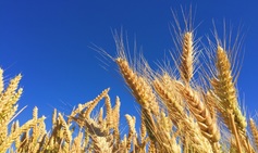 Harvest%20melissa askew 29034 unsplash