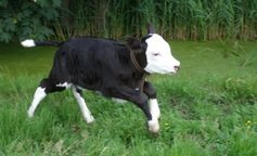 Frolic%20kalfje zonder oormerk