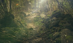 Path%20old%20 %20forest 438432 960 720